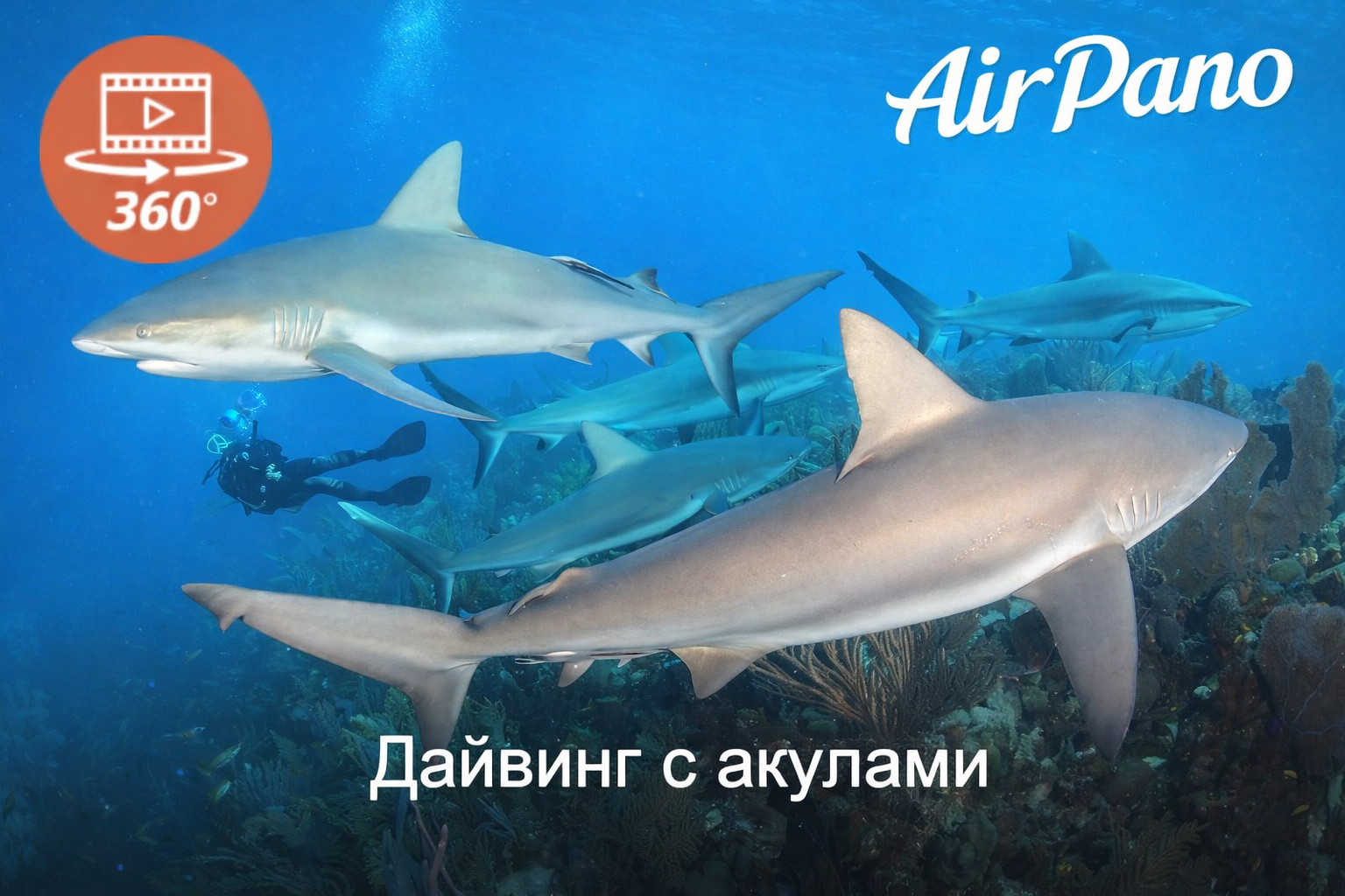 Дайвинг с акулами