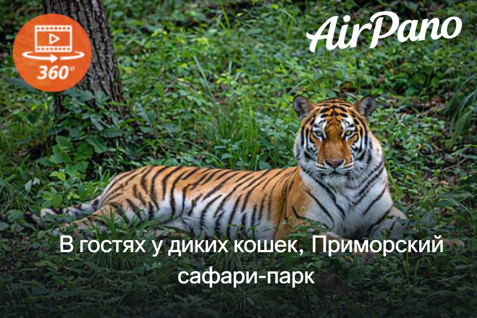 В гостях у диких кошек, Приморский сафари-парк